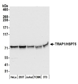 TRAP1/HSP75 Polyclonal Antibody, Bethyl Laboratories 20 &mu;L; Unconjugated:Antibodies,