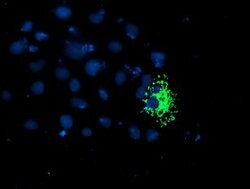 TRAP1 Mouse anti-Canine, Human, Rat, Clone: OTI1H8, lyophilized, TrueMAB