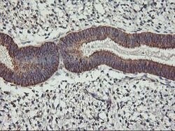 TRAP1 Mouse anti-Canine, Human, Rat, Clone: OTI1H8, lyophilized, TrueMAB