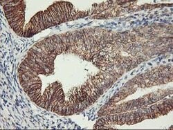 TRAP1 Mouse anti-Canine, Human, Rat, Clone: OTI1H8, lyophilized, TrueMAB