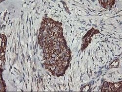TRAP1 Mouse anti-Canine, Human, Rat, Clone: OTI1H8, lyophilized, TrueMAB