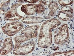 TRAP1 Mouse anti-Canine, Human, Rat, Clone: OTI1H8, lyophilized, TrueMAB