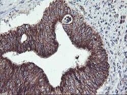 TRAP1 Mouse anti-Canine, Human, Mouse, Rat, Clone: OTI1A1, lyophilized,