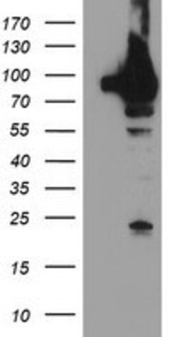 TRAP1 Mouse anti-Canine, Human, Rat, Clone: OTI1H8, lyophilized, TrueMAB