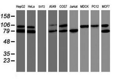 TRAP1 Mouse anti-Canine, Human, Rat, Clone: OTI1H8, lyophilized, TrueMAB
