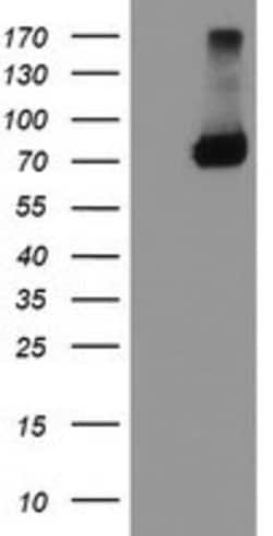 TRAP1 Mouse anti-Canine, Human, Mouse, Rat, Clone: OTI1A1, lyophilized,