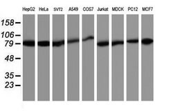 TRAP1 Mouse anti-Canine, Human, Mouse, Rat, Clone: OTI1A1, lyophilized,