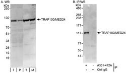 TRAP100/MED24 Rabbit anti-Human, Mouse, Polyclonal, Bethyl Laboratories
