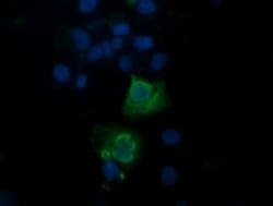 TRAPPC4 Monoclonal Antibody (OTI2E1), TrueMAB , OriGene 100 &mu;L; Unconjugated:Antibodies,