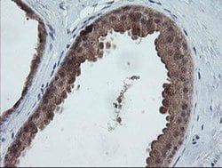 TRAPPC4 Monoclonal Antibody (OTI2E1), TrueMAB , OriGene 100 &mu;L; Unconjugated:Antibodies,
