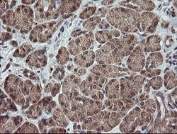 TRAPPC4 Monoclonal Antibody (OTI2E1), TrueMAB , OriGene 100 &mu;L; Unconjugated:Antibodies,