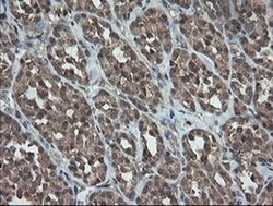 TRAPPC4 Monoclonal Antibody (OTI2E1), TrueMAB , OriGene 100 &mu;L; Unconjugated:Antibodies,