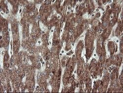 TRAPPC4 Monoclonal Antibody (OTI2G8), TrueMAB , OriGene 100 &mu;L; Unconjugated:Antibodies,
