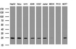 TRAPPC4 Monoclonal Antibody (OTI4B5), TrueMAB , OriGene:Antibodies:Primary