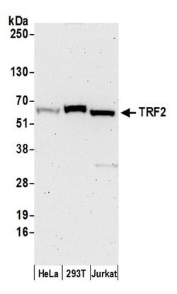 TRF2 Polyclonal Antibody, Bethyl Laboratories:Antibodies:Primary Antibodies