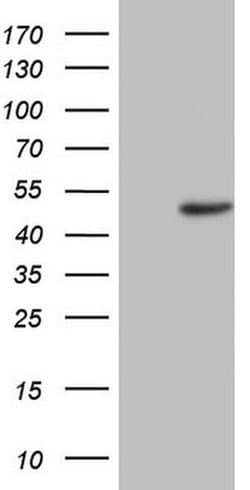 TRIB1 Mouse anti-Human, Clone: OTI1B11, liquid, TrueMAB 100 &mu;L; Unconjugated:Antibodies,