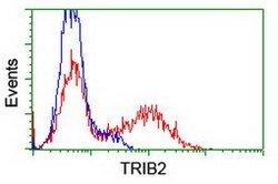 TRIB2 Mouse anti-Human, Clone: OTI8D11, lyophilized, TrueMAB 100 &mu;g | Buy Online | Origene Technologies | Fisher Scientific