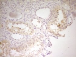 TRIB3 Monoclonal Antibody (OTI3F6), TrueMAB , OriGene 100 &mu;L; Unconjugated:Antibodies,