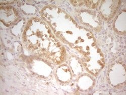 TRIB3 Monoclonal Antibody (OTI3G4), TrueMAB , OriGene:Antibodies:Primary