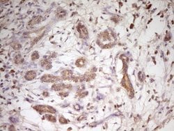 TRIB3 Monoclonal Antibody (OTI3F3), TrueMAB , OriGene 100 &mu;L; Unconjugated:Antibodies,