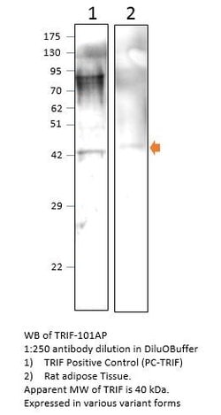 TRIF Rabbit anti-Human, Mouse, Rat, Polyclonal, FabGennix 200 &mu;L; Unconjugated:Antibodies,