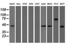 TRIM2 Mouse anti-Human, Rat, Clone: OTI4E5, lyophilized, TrueMAB 100 &mu;g;