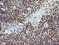 TRIM22 Mouse anti-Human, Clone: OTI1D3, lyophilized, TrueMAB 100 &mu;g;