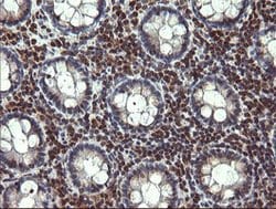 TRIM22 Mouse anti-Human, Clone: OTI1D3, lyophilized, TrueMAB 100 &mu;g;
