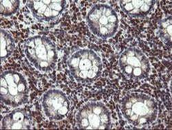 TRIM22 Monoclonal Antibody (OTI1D3), TrueMAB , OriGene 30 &mu;L; Unconjugated:Antibodies,