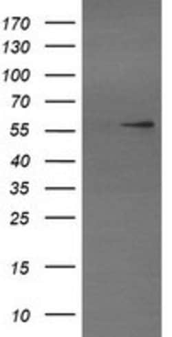 TRIM22 Mouse anti-Human, Clone: OTI1D3, lyophilized, TrueMAB 100 &mu;g;