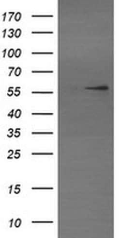 TRIM22 Monoclonal Antibody (OTI1D3), TrueMAB , OriGene 30 &mu;L; Unconjugated:Antibodies,