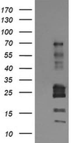 TRIM22 Monoclonal Antibody (OTI2G2), TrueMAB , OriGene:Antibodies:Primary