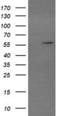 TRIM22 Mouse anti-Human, Clone: OTI1A10, lyophilized, TrueMAB 100 &mu;g;