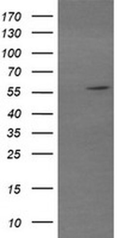 TRIM22 Monoclonal Antibody (OTI1A10), TrueMAB , OriGene:Antibodies:Primary