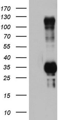 TRIM24 Monoclonal Antibody (OTI3A8), TrueMAB , OriGene 100 &mu;L; Unconjugated:Antibodies,