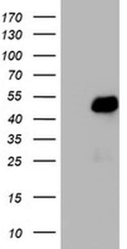 TRIM24 Monoclonal Antibody (OTI2H1), TrueMAB , OriGene 100 &mu;L; Unconjugated:Antibodies,