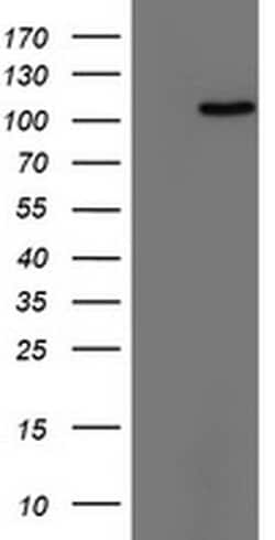 TRIM24 Monoclonal Antibody (OTI1D4), TrueMAB , OriGene 100 &mu;L; Unconjugated:Antibodies,