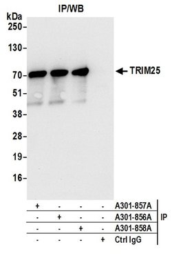 TRIM25 Rabbit anti-Human, Polyclonal, Bethyl Laboratories 100 &mu;L; Unconjugated:Antibodies,