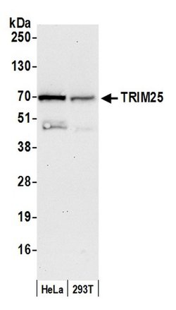 TRIM25 Polyclonal Antibody, Bethyl Laboratories 20 &mu;L; Unconjugated:Antibodies,
