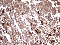 TRIM27 Mouse anti-Human, Clone: OTI4D4, liquid, TrueMAB 100 &mu;L; Unconjugated:Antibodies,