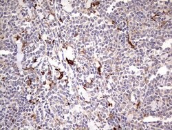 TRIM27 Mouse anti-Human, Clone: OTI4D4, liquid, TrueMAB 100 &mu;L; Unconjugated:Antibodies,