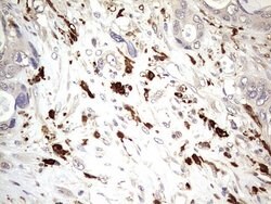 TRIM27 Mouse anti-Human, Clone: OTI4D4, liquid, TrueMAB 100 &mu;L; Unconjugated:Antibodies,