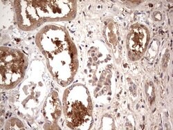 TRIM27 Mouse anti-Human, Clone: OTI4D4, liquid, TrueMAB 100 &mu;L; Unconjugated:Antibodies,