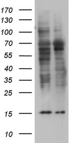 TRIM27 Monoclonal Antibody (OTI2F9), TrueMAB , OriGene:Antibodies:Primary