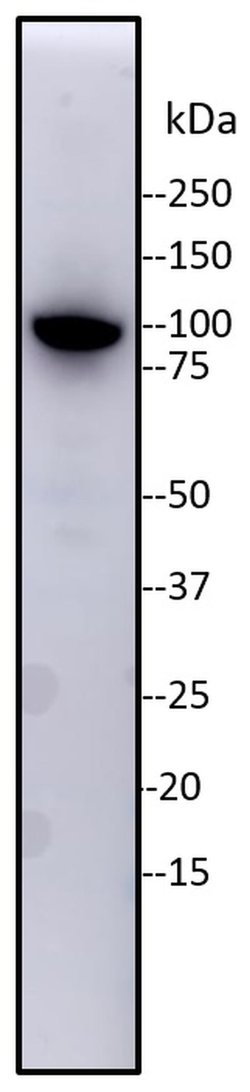 Invitrogen TRIM28 Monoclonal Antibody (20C1) 100 &mu;g; Unconjugated:Antibodies,