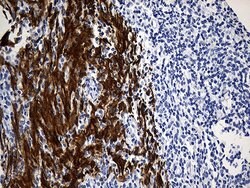 TRIM29 Monoclonal Antibody (OTI8D12), TrueMAB , OriGene 100 &mu;L; Unconjugated:Antibodies,