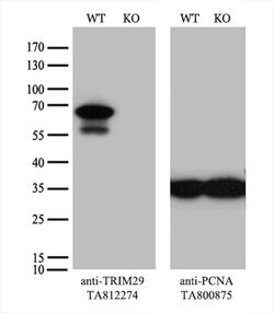 TRIM29 Monoclonal Antibody (OTI5C11), TrueMAB , OriGene 100 &mu;L; Unconjugated:Antibodies,