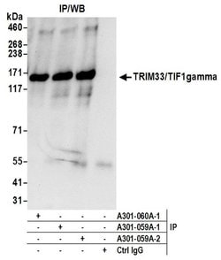 TRIM33/TIF1gamma Rabbit anti-Human, Mouse, Polyclonal, Bethyl Laboratories