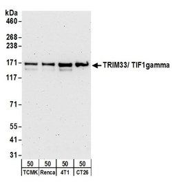 TRIM33/TIF1gamma Rabbit anti-Human, Mouse, Polyclonal, Bethyl Laboratories