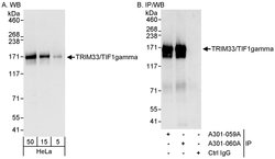 TRIM33/TIF1gamma Rabbit anti-Human, Mouse, Polyclonal, Bethyl Laboratories